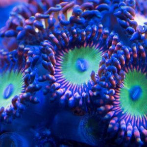 Candy Apple Orange Zoa