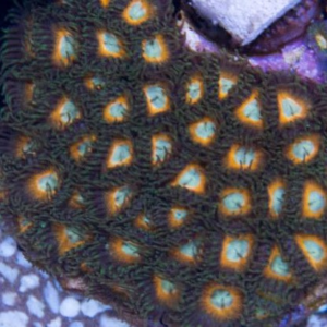 Toxic Revenge Zoa