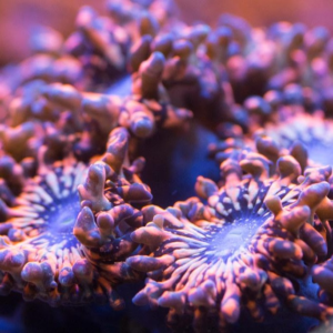 Utter Chaos Zoanthid