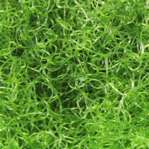 Chaetomorpha Algae