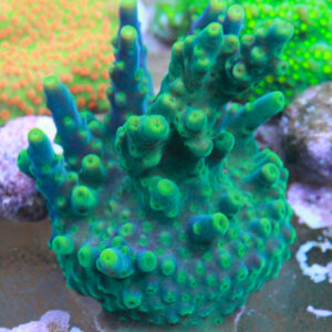 Dream Maker Acropora
