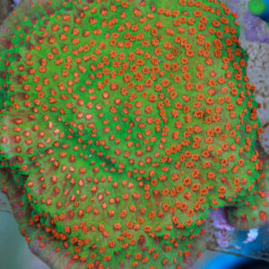 Tickled Pink Montipora