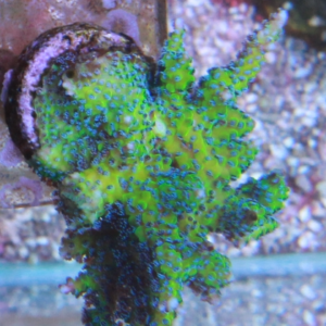 Seriatopora Dendritica