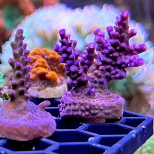 fireworks acropora frags