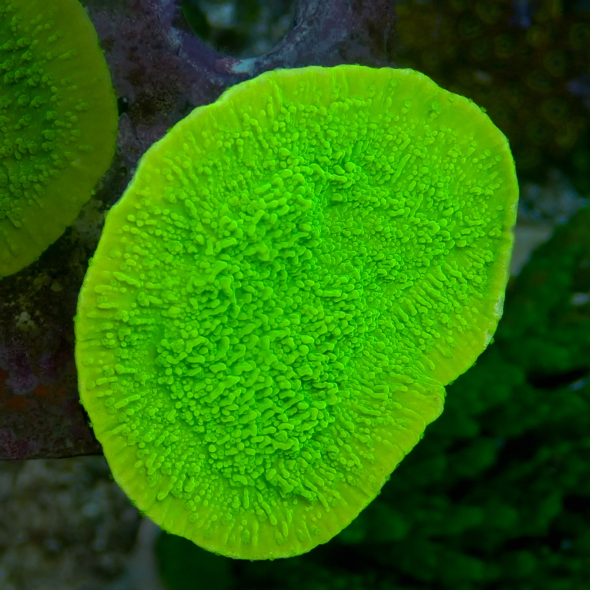 Green Montipora Capricornis frag