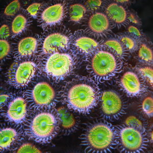 Sunny D. Zoa