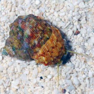 Turbo Snail