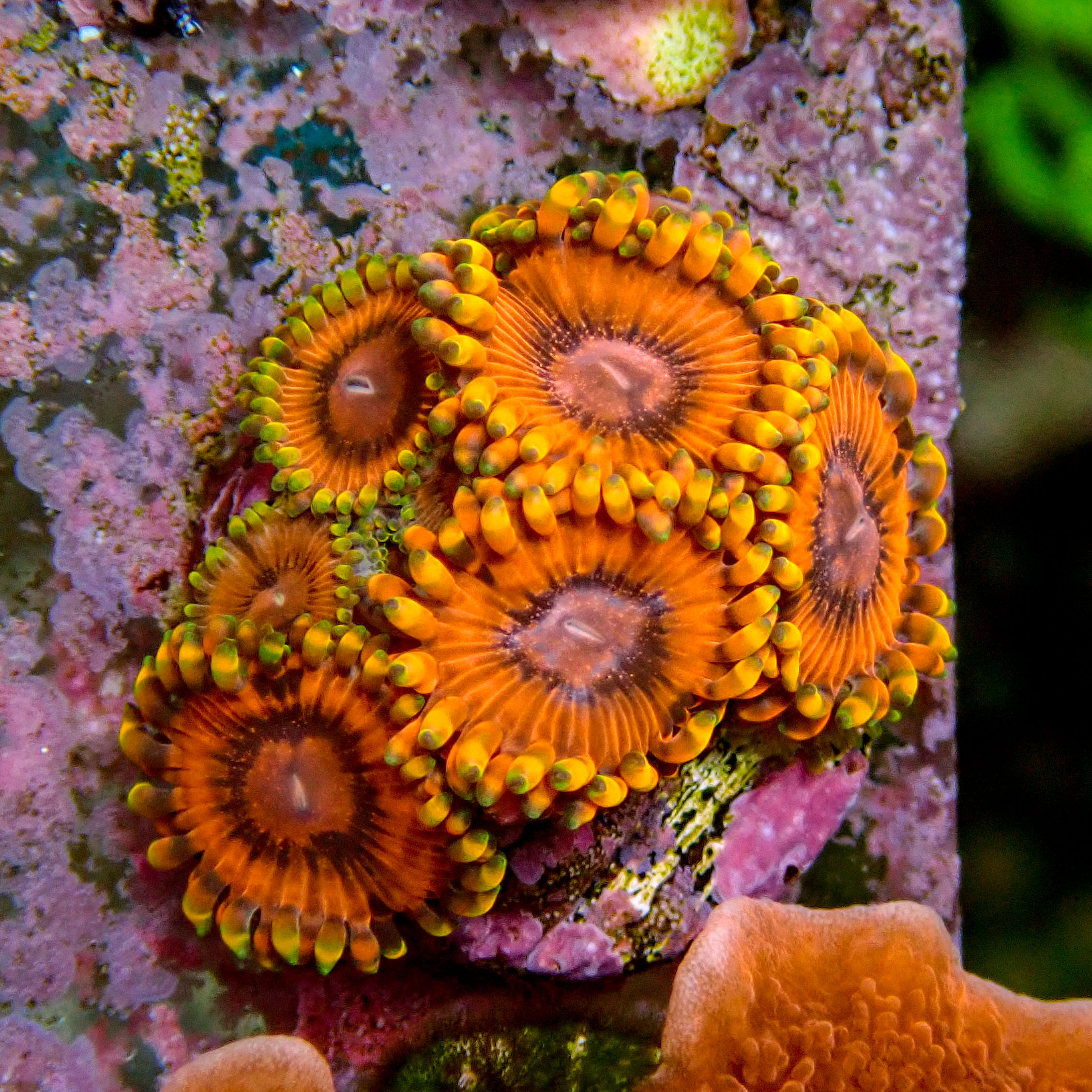 KO Nightmares Zoanthid