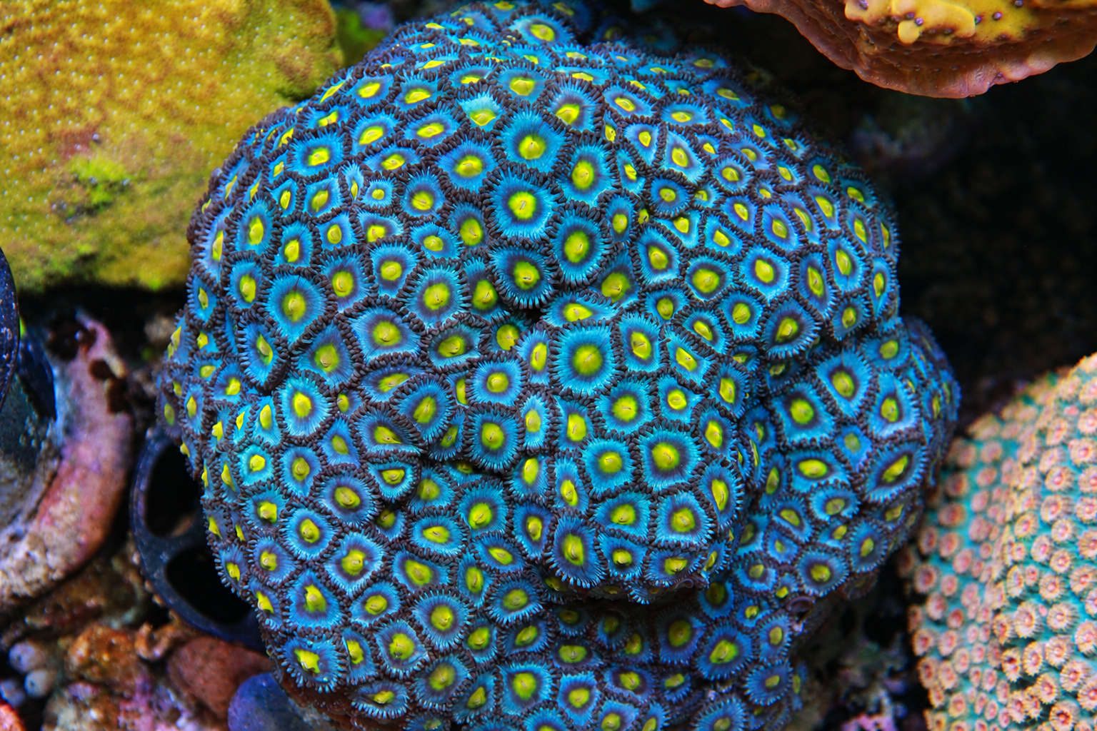 AOI Zoa